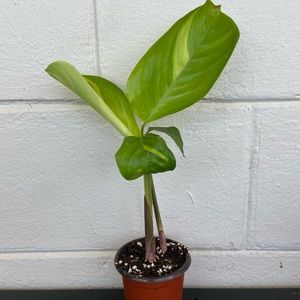 Maranta lubbersiana 🌿